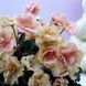 Rob's Antique Rose m96 фото 3