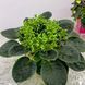 Optimara NeverFloris s42 фото 1